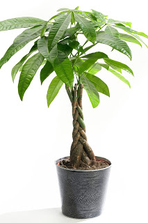 Green_Pachira