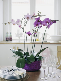 Purple_Orchid