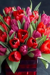Red_Tulips