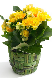Yellow_Begonia